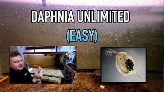 How I Raise Daphnia Water Fleas And You Can Too [upl. by Buiron]