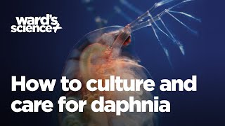 Caring and Culturing for Daphnia [upl. by Radmen]