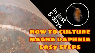 How to Culture Magna Daphnia Easily [upl. by Leahcimauhsoj]