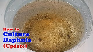 How to Culture Daphnia Update with ZERO Cost  Unlimited Live Food for Our Fish [upl. by Rabma280]