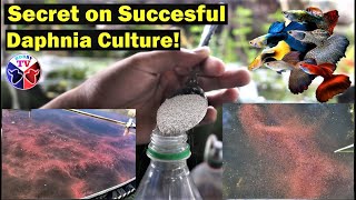 How to Culture Daphnia Successfully [upl. by Swor]