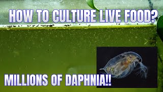 How to Culture Daphnia Secret Method to Breed MILLIONS  Simply Aquatic [upl. by Ardnusal]