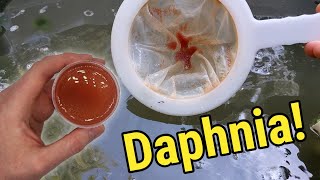 How I Culture Daphnia In Outdoor Tubs [upl. by Kenn]