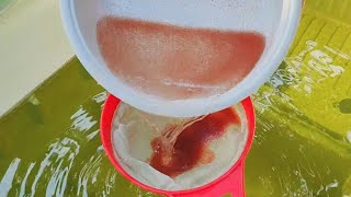 How to culture daphnia  Daphnia culture  How to grow daphnia outdoor [upl. by Nered]