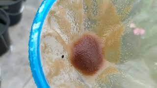 How to culture daphnia moina in a small container Part 1 English Subtitle [upl. by Jenica]