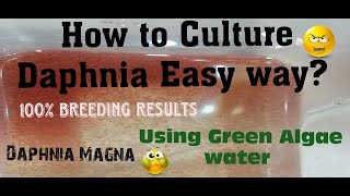 Daphnia MagnaHow to Culture Daphnia Easy wayCulturing Daphnia using Green water Daphnia [upl. by Neelear]