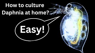 BEST Live Fish Food Beginner guide How to Culture Daphnia at home [upl. by Bergh]