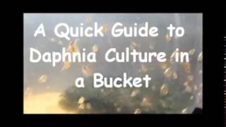 How to culture daphnia outside [upl. by Winslow324]