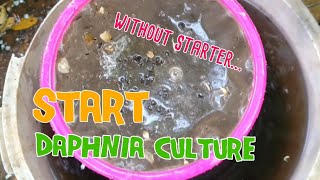 How to culture daphnia moina the easy way 1  Starting the Daphnia culture [upl. by Bauer]