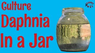 How to Culture Daphnia in a Jar [upl. by Reaht]