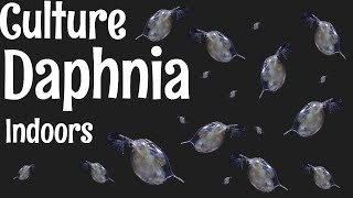 How to Culture Daphnia [upl. by Guadalupe]