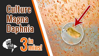 How to culture DAPHNIA MAGNA  The easy way [upl. by Kilby68]