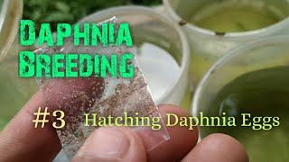 Daphnia Culture made simple and easy 3  Hatching Daphnia eggs [upl. by Etnoek984]