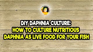 DIY Daphnia Culture How to Culture Nutritious Daphnia as Live Food for Your Fish [upl. by Dewar]