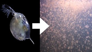 How I Culture Daphnia [upl. by Anelav538]