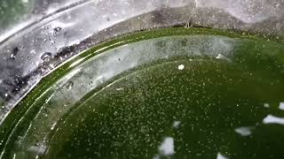 DAPHNIA MOINA CULTURE IN A SMALL BUCKET [upl. by Anivle]