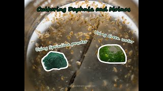 How To Culture Daphnia and Moinas using Green Water Spirulina powder [upl. by Nadeen]