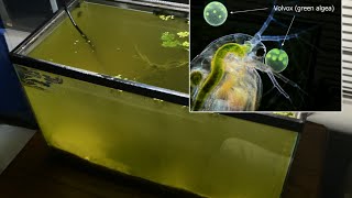 Raising Daphnia for the Freshwater Aquarium [upl. by Epotimet373]