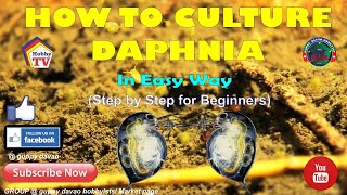 HOW TO CULTURE DAPHNIA In Easy Way [upl. by Ignacia623]